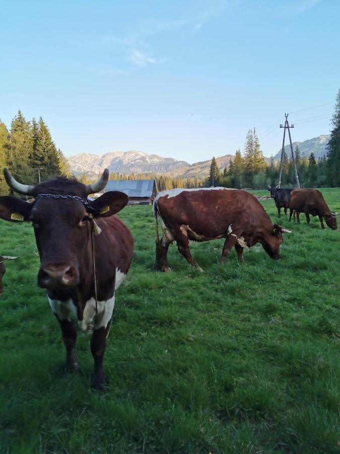 Domek Drewniany Szafran Witów Eksteriør billede
